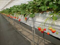 �A�L�q���C�`�S���̎ʐ^4