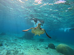 OKIDOKI�}�����c�A�[�{�Ó��̎ʐ^1