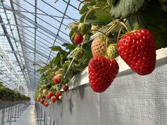 RF�t�@�[���̎ʐ^1