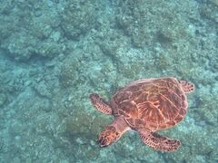 �}�����V���b�vHAPPY�̎ʐ^1