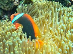 �}�����V���b�vHAPPY�̎ʐ^2