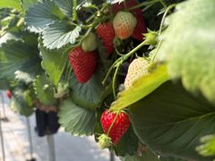 �W���p���E�x���[�̎ʐ^1