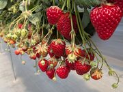 ���炳�炳��̂��Â�䕉��̓��e�ʐ^1