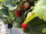 ������������̃W���p���E�x���[�̓��e�ʐ^1