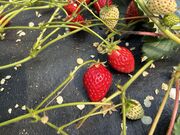 ���������Bon Farm�̓��e�ʐ^2