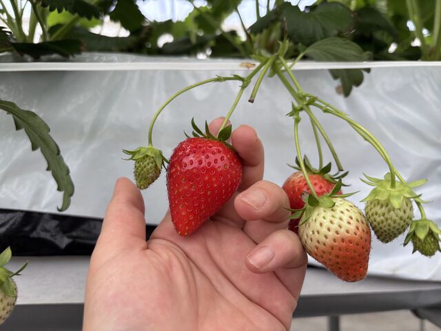 �傫������������R_Strawberry Rabbit's
