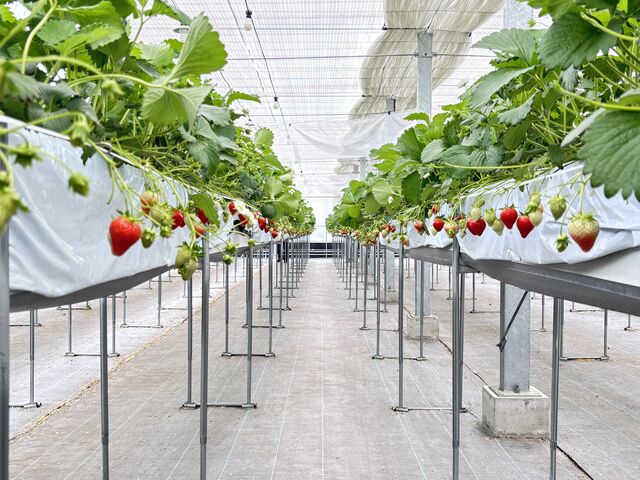 ��R����܂���_Strawberry Rabbit's