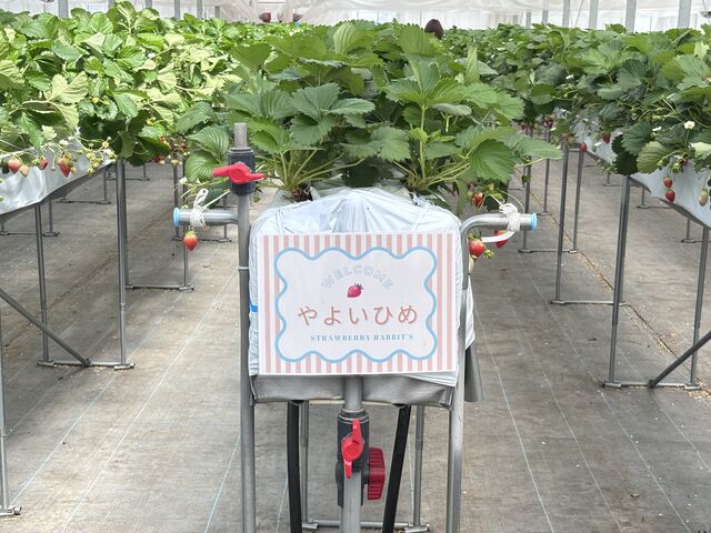 ���C�ɓ���́A��悢�Ђ߁B
�ƂĂ��傫���ĊÂ��Ĕ��������B_Strawberry Rabbit's
