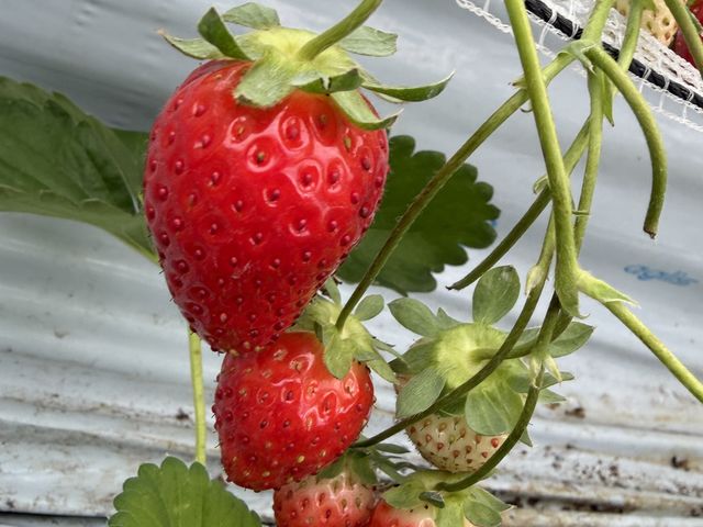 �ƂĂ��Y��Ŕ��������_���΂���t�@�[��