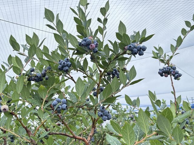 �����Ȃ�I_AWA Blueberry�t�@�[��
