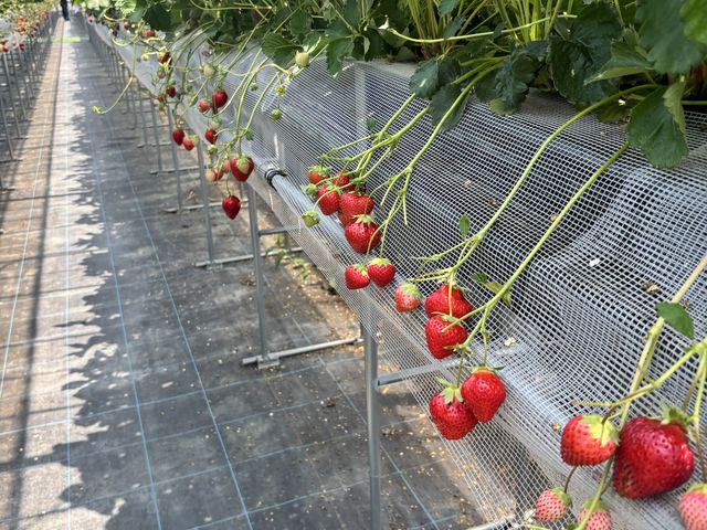 ������������Ă܂����I_THEFARM_strawberry�x�W�t���t�@�[���������_��