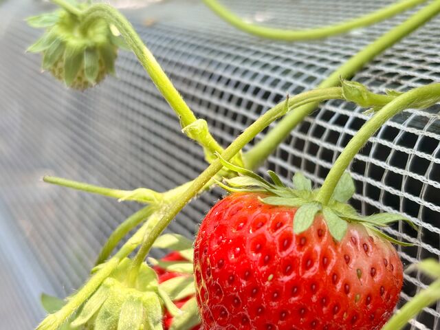 �ق�Ƃɔ������I_THEFARM_strawberry�x�W�t���t�@�[���������_��