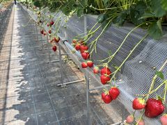 THEFARM_strawberry�x�W�t���t�@�[���������_���̎ʐ^1