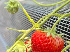 THEFARM_strawberry�x�W�t���t�@�[���������_���̎ʐ^2