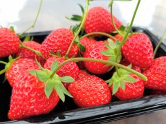 joumonfarm�i���傤����ӂ��[�ށj�̎ʐ^2