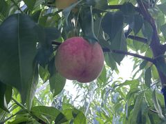 �p�Y������̃A�O���[���p�[�N �F�s�{�Ԃǂ��̓m�ւ̓��e�ʐ^1