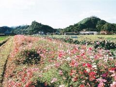 �j�R�E���R�̎ʐ^1