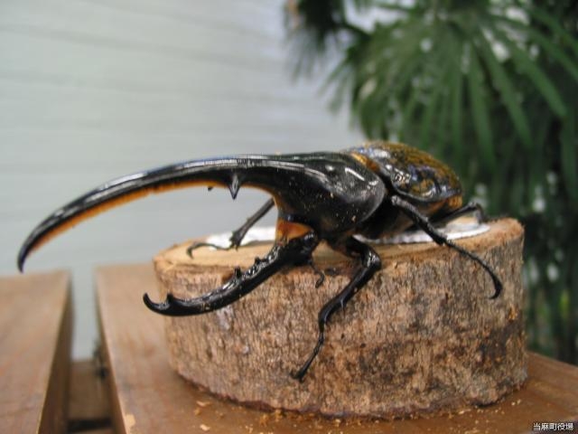 ���Ԋώ@���Ō����w���N���X�I�I�J�u�g_�������E�̍����كp�s�����V���g�[