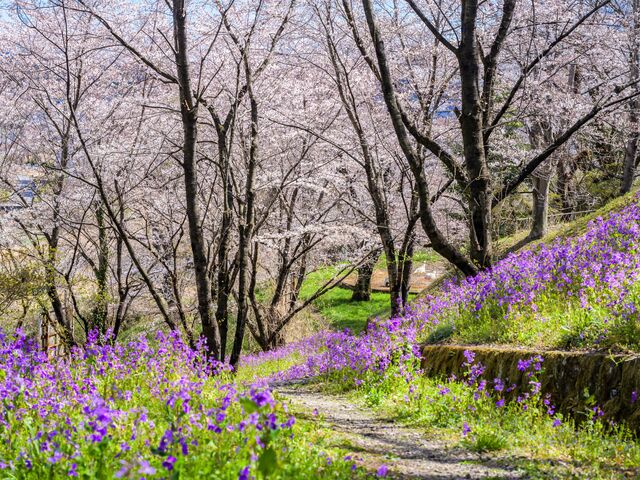 �������̎ʐ^1