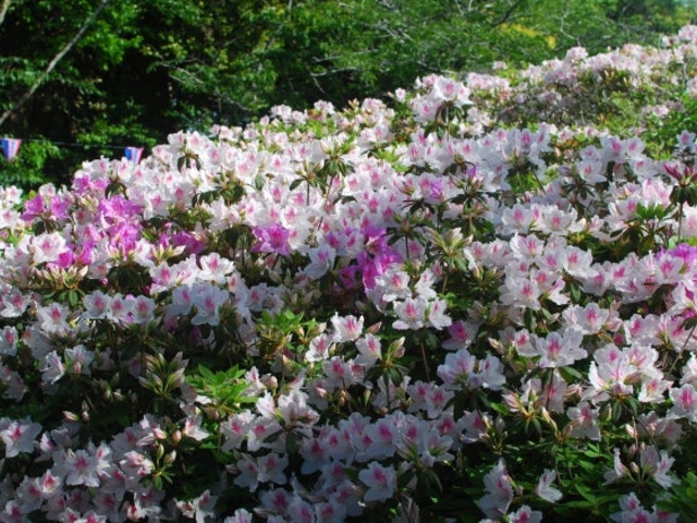 �_�䖦������