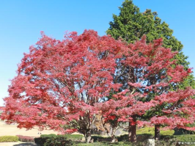 ���Y���[�t�̐X�̍g�t_������Y���[�t�̐X