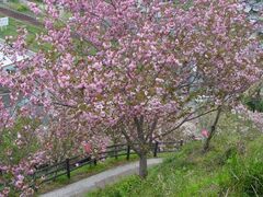 �_�������̎ʐ^1