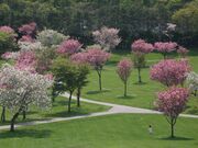 ���������̎ʐ^2