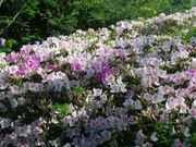 �_�䖦�������̎ʐ^1