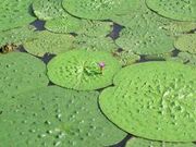 �\�񒬊����������̎ʐ^3