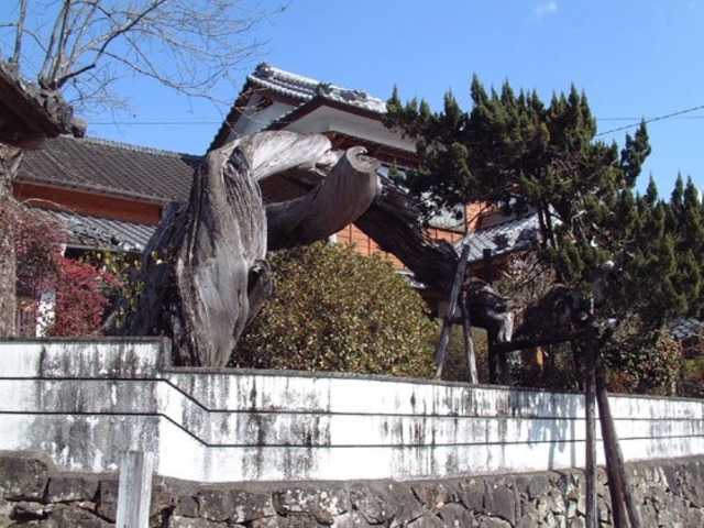 �^�����̖����̎ʐ^1