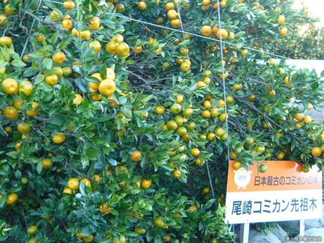 楽天市場】国吉さんの黄金柑 1.4キロ 小玉サイズ 高知産 ご家庭