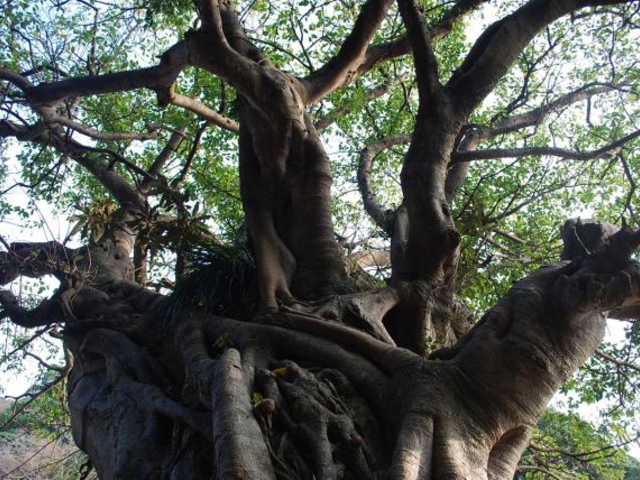 �A�R�E�����т̎ʐ^1