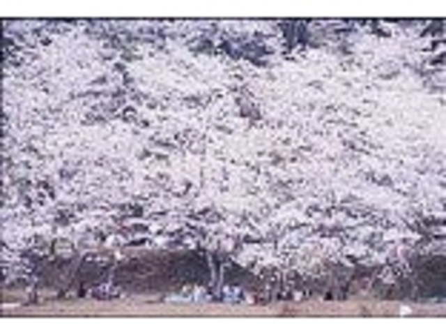 �|�����̍��̎ʐ^1