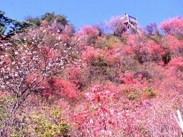 高取山公園のミツバツツジ】アクセス・営業時間・料金情報