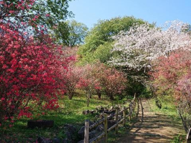 高取山公園のミツバツツジ】アクセス・営業時間・料金情報