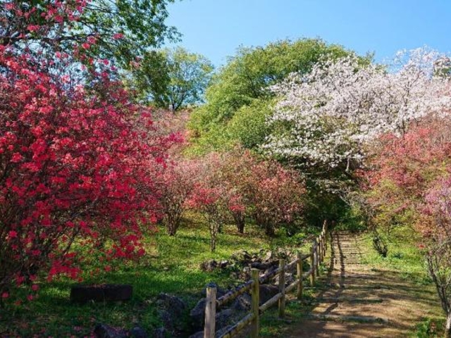 高取山公園のミツバツツジ】アクセス・営業時間・料金情報