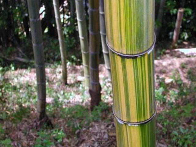 ���E���E�L�����C�|�̎ʐ^1