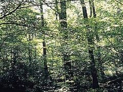 �V�I�W�����т̎ʐ^1