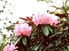 ���P�x�̃c�N�V�V���N�i�Q�̎ʐ^1