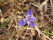 �G�q���A������������n�т̎ʐ^1