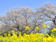 ���s���̍��̎ʐ^1