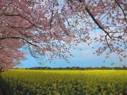 ���s���̍��̎ʐ^3