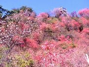 ����R�����̃~�c�o�c�c�W�̎ʐ^2