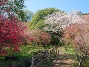 ����R�����̃~�c�o�c�c�W�̎ʐ^3