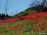 ���̒����̃q�K���o�i�̎ʐ^1