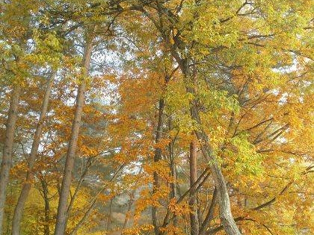 ���钬�ӂ邳�ƐX�ь����̎ʐ^1