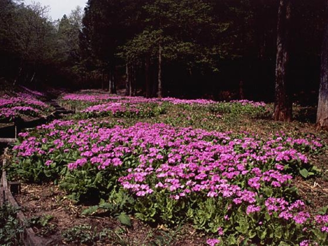 �V���̃T�N���\�E�Q���̎ʐ^1