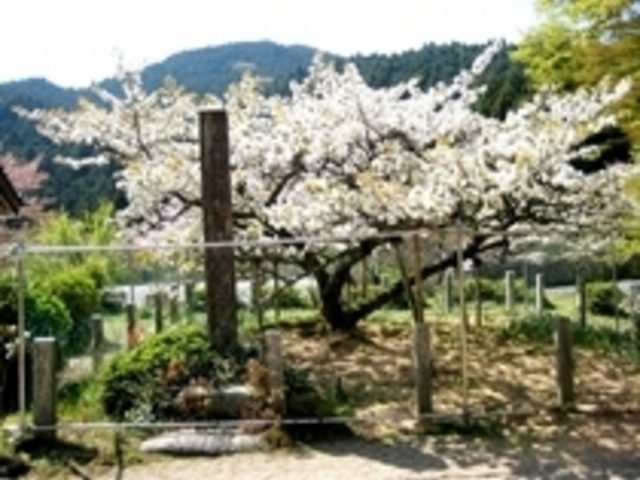 �������̗�����