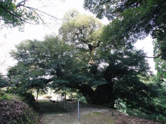 ���˂̑�V�C�̎ʐ^1