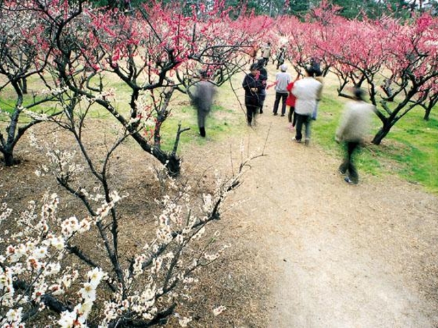 �u�������̔~�т̎ʐ^1